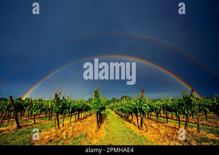 Double arc-en-ciel dans les vignobles d'Alsace, France Banque D'Images