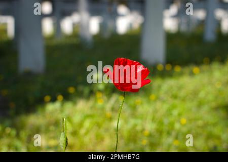 Un seul pavot rouge dans le cimetière militaire italien Banque D'Images