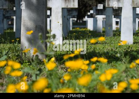 Fleurs sauvages jaunes dans le cimetière militaire italien Banque D'Images