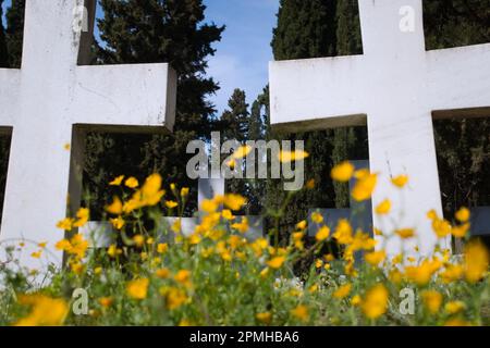 Fleurs sauvages dans le cimetière militaire italien, Zeitelnik Banque D'Images