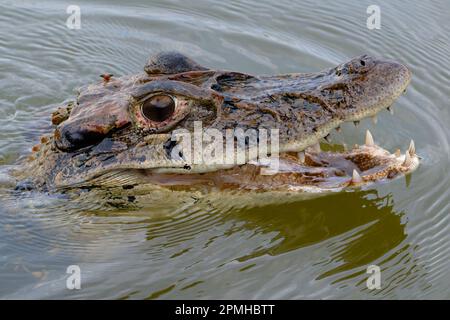 Caïman noir (Melanosuchus niger) nageant dans le fleuve Madre de Dios, parc national de Manu, Amazonie péruvienne, Pérou, Amérique du Sud Banque D'Images