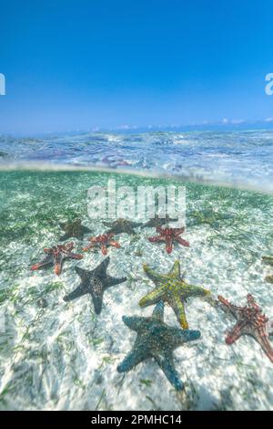 Étoiles de mer exotiques sous les vagues de rupture dans l'eau transparente de l'océan Indien, Zanzibar, Tanzanie, Afrique de l'est, Afrique Banque D'Images