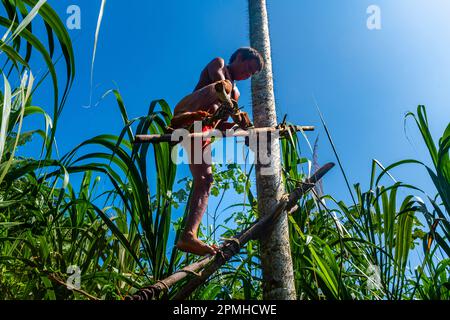 Yanomami grimpant avec une construction en bambou sur un arbre à pointes, tribu Yanomami, sud du Venezuela, Amérique du Sud Banque D'Images