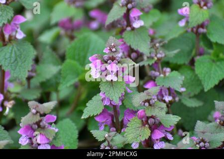 Il fleurit dans le violet d'ortie sourd sauvage (Lamium purpueum) Banque D'Images