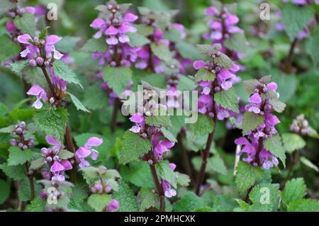 Il fleurit dans le violet d'ortie sourd sauvage (Lamium purpueum) Banque D'Images
