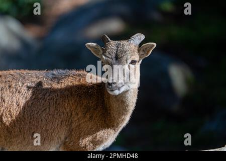 Ona Vidal. Ibex ibérique. assis dans un bébé rock couché. Avec de grandes et de petites cornes. L'ibex ibérique se caractérise par son large et souple hoov Banque D'Images