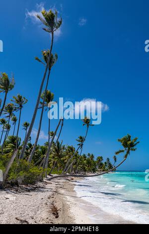 Plage PK-9 de sable blanc, Fakarava, archipel de Tuamotu, Polynésie française, Pacifique Sud, Pacifique Banque D'Images