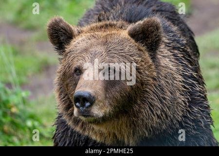 Ona Vidal. Ours brun sur l'herbe verte à côté d'un arbre, assis, sauvant avec sa bouche ouverte. Les ours sont des mammifères appartenant à la famille des Ursidae. T Banque D'Images