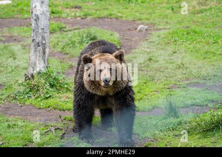 Ona Vidal. Ours brun sur l'herbe verte à côté d'un arbre, assis, sauvant avec sa bouche ouverte. Les ours sont des mammifères appartenant à la famille des Ursidae. T Banque D'Images