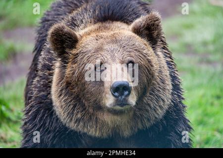 Ona Vidal. Ours brun sur l'herbe verte à côté d'un arbre, assis, sauvant avec sa bouche ouverte. Les ours sont des mammifères appartenant à la famille des Ursidae. T Banque D'Images