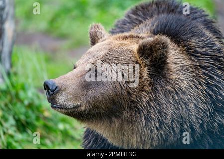 Ona Vidal. Ours brun sur l'herbe verte à côté d'un arbre, assis, sauvant avec sa bouche ouverte. Les ours sont des mammifères appartenant à la famille des Ursidae. T Banque D'Images