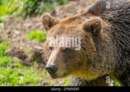 Ona Vidal. Ours brun sur l'herbe verte à côté d'un arbre, assis, sauvant avec sa bouche ouverte. Les ours sont des mammifères appartenant à la famille des Ursidae. T Banque D'Images