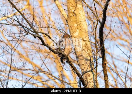 Un faucon à queue rouge perché sur une branche pendant un lever de soleil froid en hiver. Banque D'Images