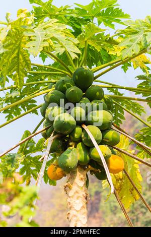 Papaye fruits sur arbre, près de Hsipaw, Shan State, Myanmar (Birmanie), Asie Banque D'Images