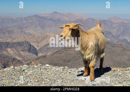 Chèvre avec les montagnes Al Hajar (montagnes Oman) en arrière-plan, près du canyon Jebel Shams, Oman, Moyen-Orient Banque D'Images