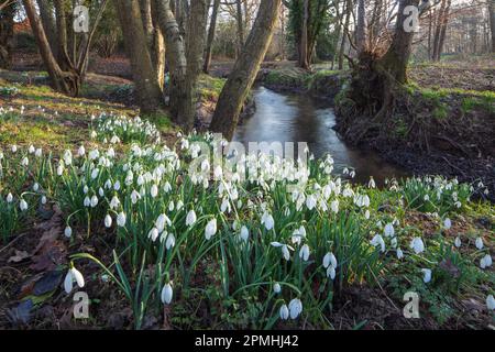 Gouttes de neige (Galanthus) croissant à côté du cours d'eau dans les bois en fin d'après-midi lumière du soleil, Burghclere, Hampshire, Angleterre, Royaume-Uni, Europe Banque D'Images