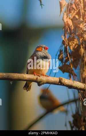 kleiner Vogel im Baum Banque D'Images