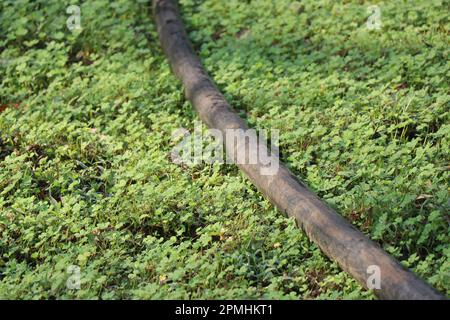 Les tuyaux en HDPE qui transportent l'eau principalement pour l'irrigation et les petites industries sont posés sur le sol entouré de plantes fraîches Banque D'Images