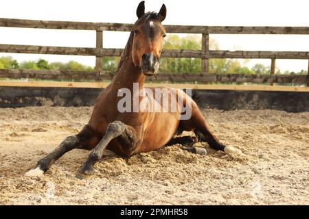 Un cheval arabe roulant dans une école de sable Banque D'Images