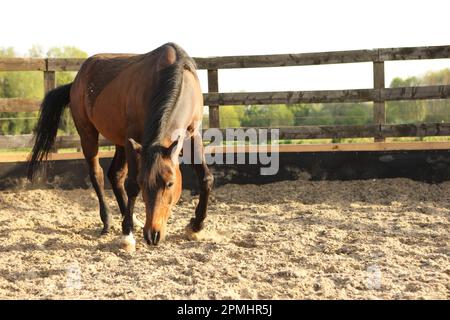 Un cheval arabe roulant dans une école de sable Banque D'Images