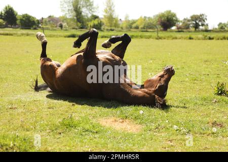 Un cheval arabe qui roule dans l'herbe en été Banque D'Images