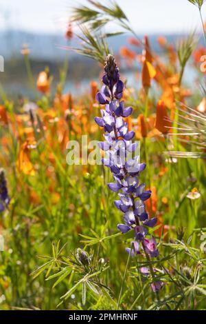 Lupin bleu devant les coquelicots de californie Banque D'Images