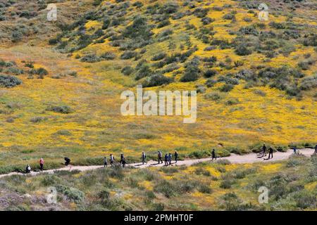 Les gens qui marchent le long du sentier des fleurs sauvages au lac Diamond Valley Banque D'Images