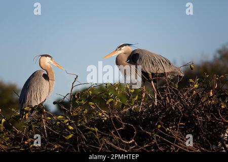 Super Blue Heron pair au Florida Wetland Rookery Banque D'Images