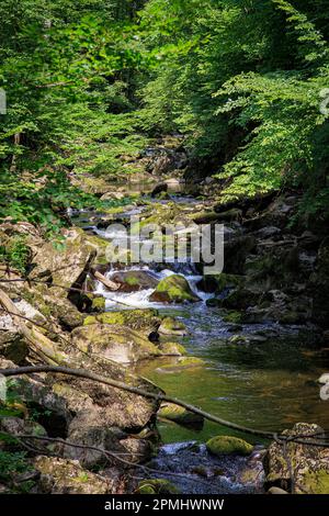 Un ruisseau sauvage traverse la forêt bavaroise, traversant un terrain rocheux et offrant un habitat prospère à une faune et une flore variées. Banque D'Images