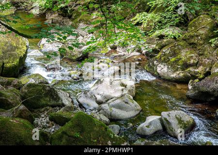 Un ruisseau sauvage traverse la forêt bavaroise, traversant un terrain rocheux et offrant un habitat prospère à une faune et une flore variées. Banque D'Images