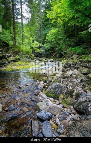 Un ruisseau sauvage traverse la forêt bavaroise, traversant un terrain rocheux et offrant un habitat prospère à une faune et une flore variées. Banque D'Images