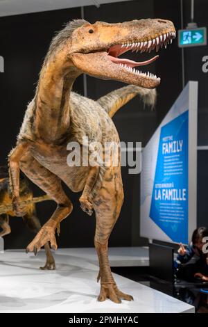 Toute la longueur de l'animal. Détail d'un jeune dinosaure Tyrannosaurus Rex (âgé d'environ quatre ans). Réplique exposée au Musée royal de l'Ontario. Banque D'Images