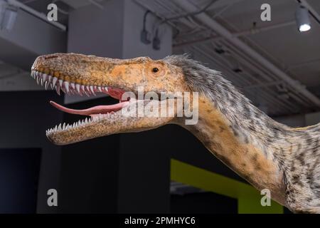 Vue latérale de la tête de l'animal. Détail d'un jeune dinosaure Tyranosaurus Rex (âgé d'environ quatre ans). Réplique ou modèle exposé dans le Royal Ontario Mu Banque D'Images