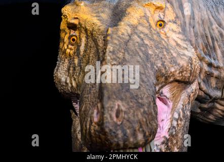 Gros plan d'une tête Tyranosaurus Rex. Détail d'une taille réelle d'un animal adulte (20 ans). Modèle ou réplique exposé dans le Musée royal de l'Ontario Banque D'Images