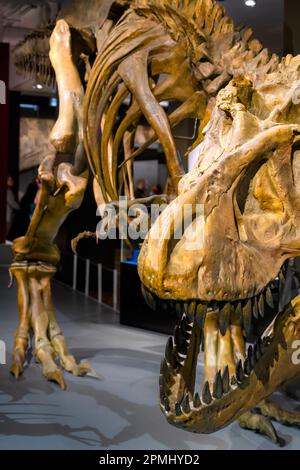 Détail de la tête dans un squelette de Tyranosaurus Rex adulte. Exposition au Musée royal de l'Ontario (ROM) Banque D'Images