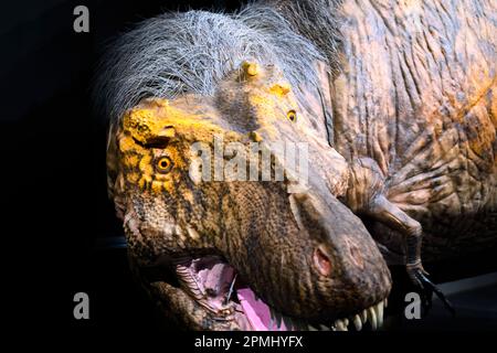 Gros plan d'une tête Tyrannosaurus Rex. Détail d'une taille réelle d'un animal adulte (20 ans). Modèle ou réplique exposé dans le Musée royal de l'Ontario Banque D'Images