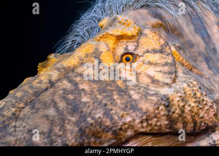 Gros plan d'une tête Tyrannosaurus Rex. Détail d'une taille réelle d'un animal adulte (20 ans). Modèle ou réplique exposé dans le Musée royal de l'Ontario Banque D'Images