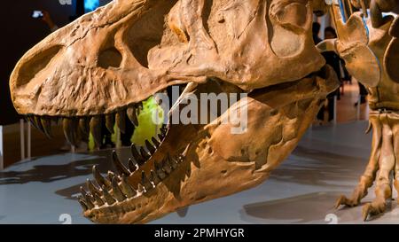 Détail de la tête dans un squelette de Tyrannosaurus Rex adulte. Exposition au Musée royal de l'Ontario (ROM) Banque D'Images