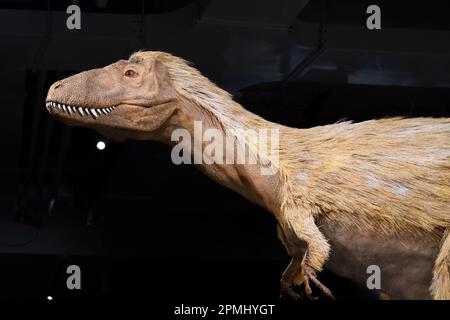 Modèle de Tyrannosaurus Rex à environ 4 ans, Toronto, Canada Banque D'Images