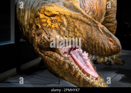 Gros plan d'une tête Tyrannosaurus Rex. Détail d'une taille réelle d'un animal adulte (20 ans). Modèle ou réplique exposé dans le Musée royal de l'Ontario Banque D'Images