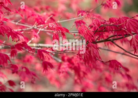 Arbre de Shindeshojo Acer Palmatum avec des feuilles qui s'ouvrent en éclat de couleur printanière, photographié à Battleston Hill, dans le jardin RHS Wisley, Surrey, Royaume-Uni. Banque D'Images