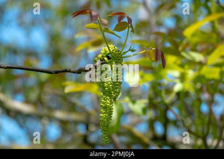 Noyer perse (Juglans regia), noyer, branche avec fleurs mâles Banque D'Images