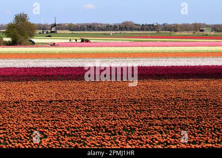 Champ de tulipes, pays-Bas, moulin à vent, Alkmaar, champ de tulipes à fleurs près d'Alkmaar, moulin à vent, Hollande, pays-Bas, Nord-Hollande Banque D'Images
