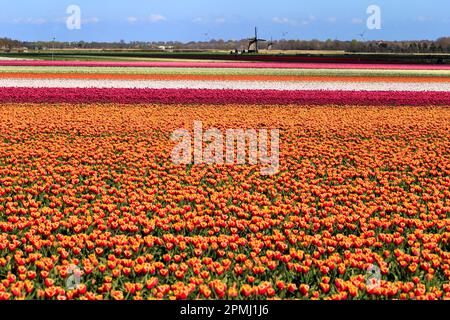 Champ de tulipes, pays-Bas, moulin à vent, Alkmaar, champ de tulipes à fleurs près d'Alkmaar, moulin à vent, Hollande, pays-Bas, Nord-Hollande Banque D'Images