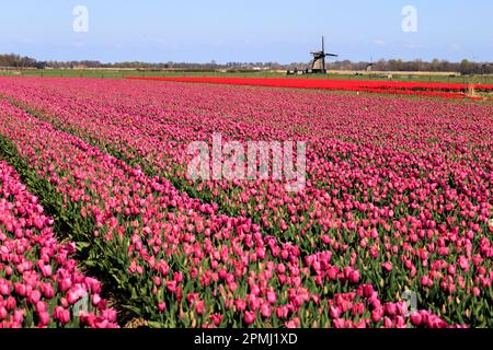 Champ de tulipes, pays-Bas, moulin à vent, Alkmaar, champ de tulipes à fleurs près d'Alkmaar, moulin à vent, Hollande, pays-Bas, Nord-Hollande Banque D'Images
