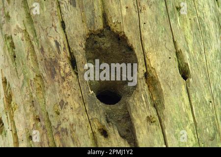 Nuthatch eurasien (Sitta europaea), cavité de reproduction dans l'arbre, Sennestadt, Rhénanie-du-Nord-Westphalie, Allemagne Banque D'Images