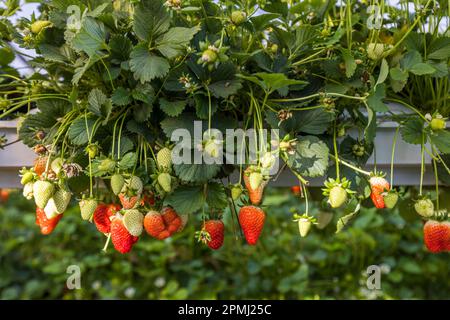 Fraises de Limnitis, Chypre Banque D'Images