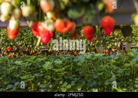 Fraises de Limnitis, Chypre Banque D'Images