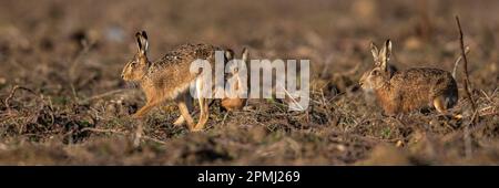 Une femelle de lièvre brun ( Lepus europaeus) est pourchassée par deux mâles au début de la saison de reproduction, montrant un comportement en cour. Suffolk Banque D'Images