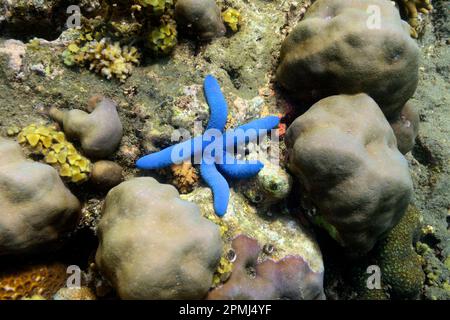 Blue linckia (Linckia laevigata), nord de Bali, Bali, Indonésie Banque D'Images